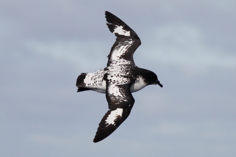 cape petrel